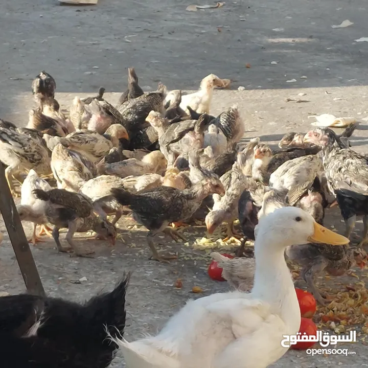 صيصان بلدي