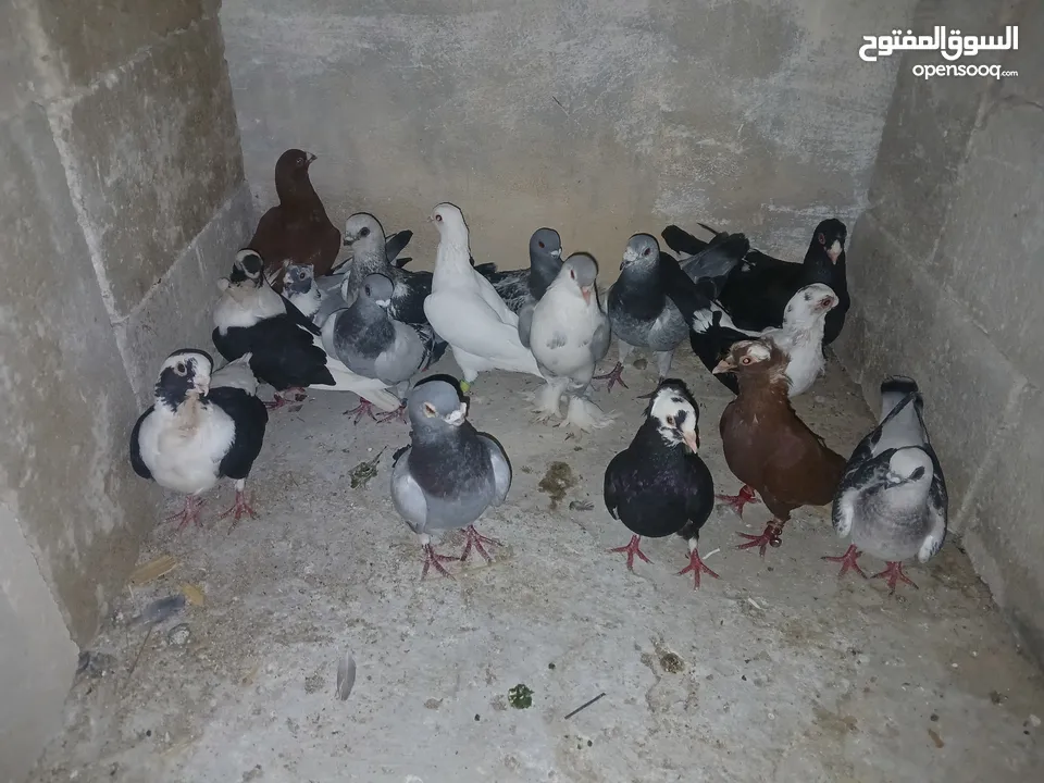 كوم كامل للبيع  دينارين ونص الحبه زق وكش الفحول كلها كش