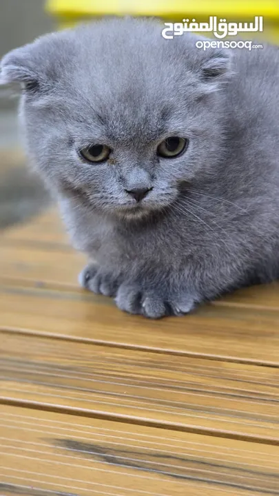 Scottish fold kitten male and female  2 month old