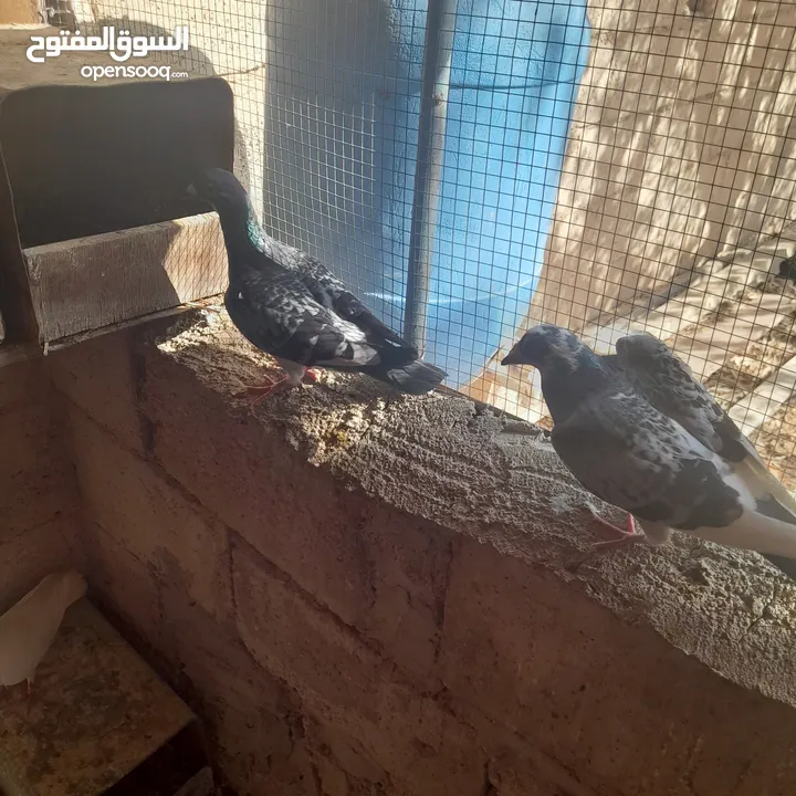 حمام منوع وملون