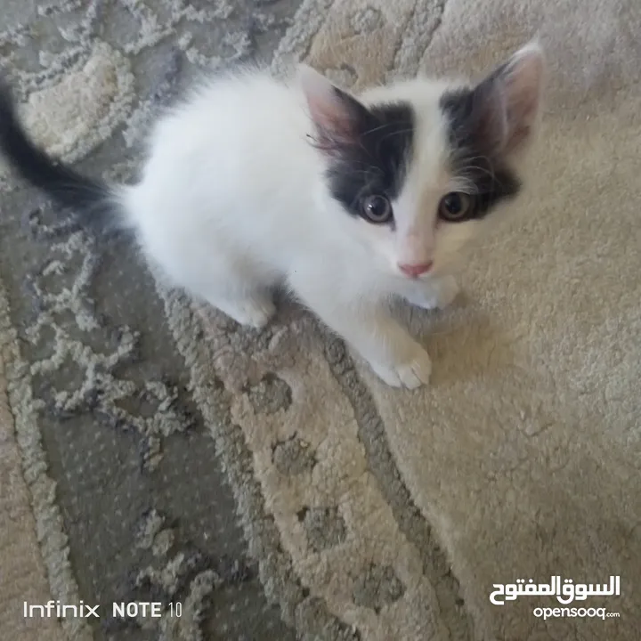 قط بلدي للتبني