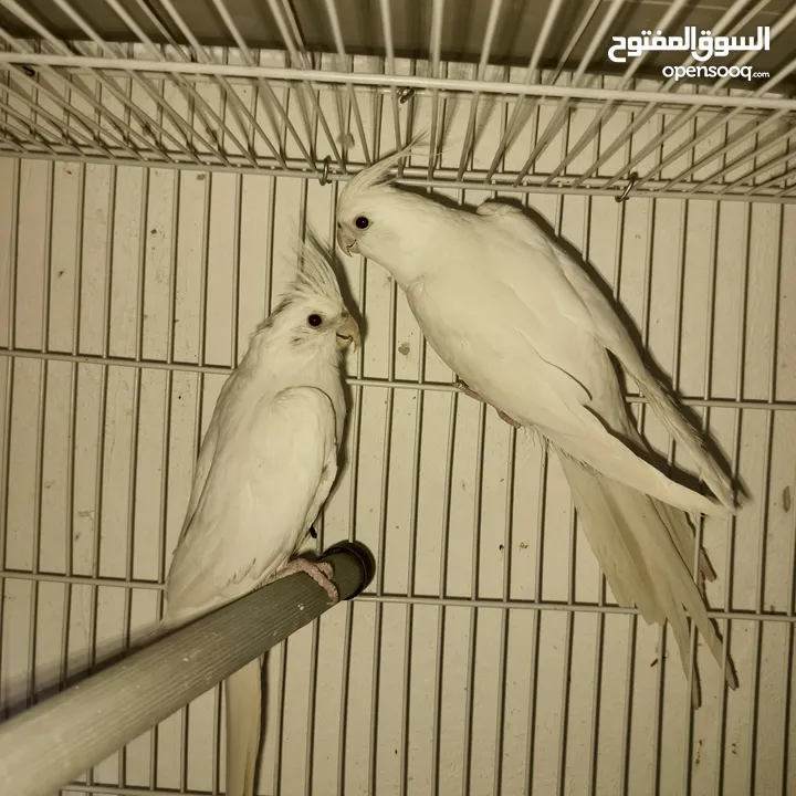 جواز كوكتيل البينو منتجات للبيع