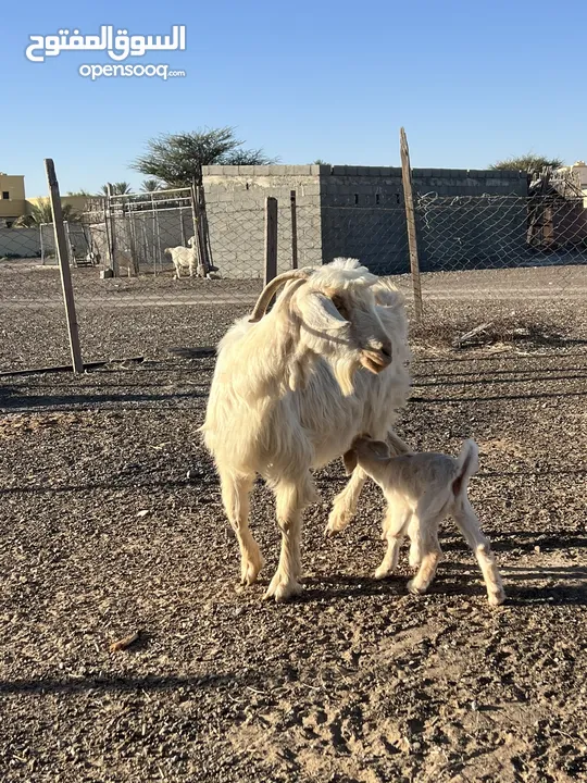 شاه تحت صخل بحاله ممتازه