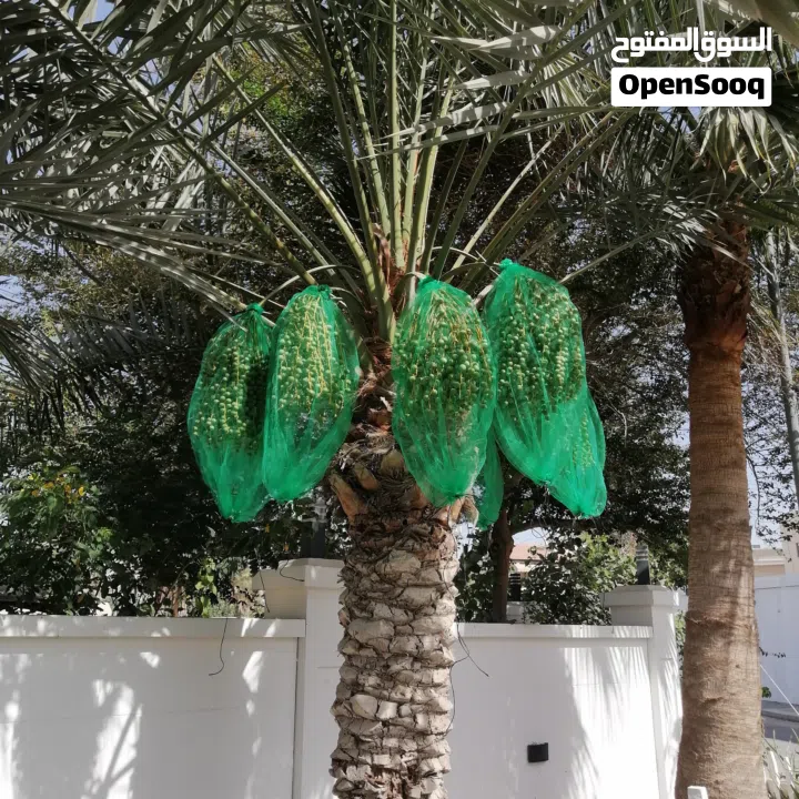 لتنظيف النخيل والواشنتونيا والاهتمام بالحدائق والثمار بكافه انواعها