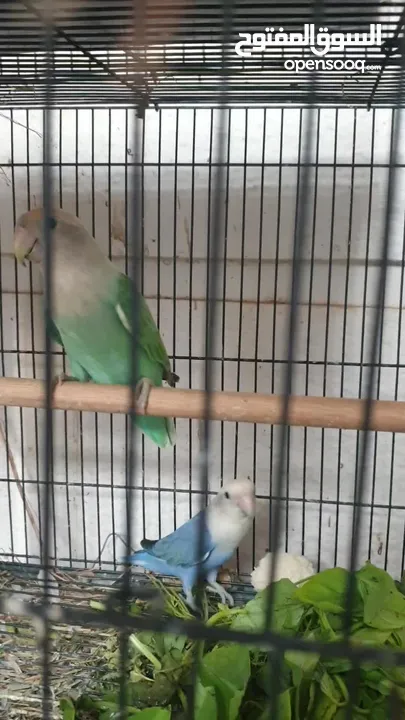 أزواج لوف بيرد مع إنتاجهم/Lovebird pairs with their chicks