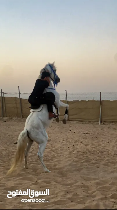 خيل (فحل عربي )