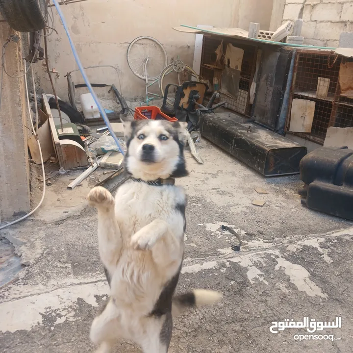 اناثي هاسكي في الزرقاء جنب مجمع الجديد جناعه