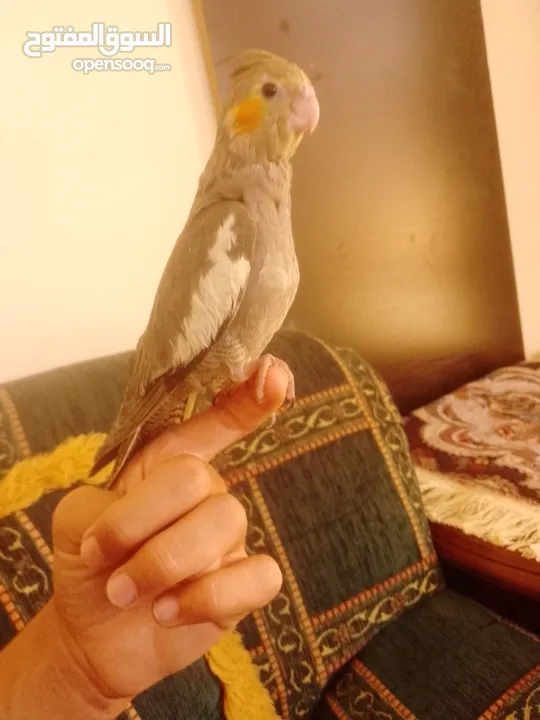ببغاء كوكتيل اليف جدنننننن