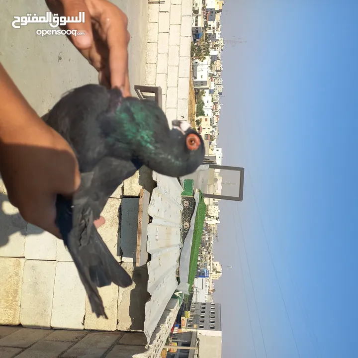 حمام كش  نضيف