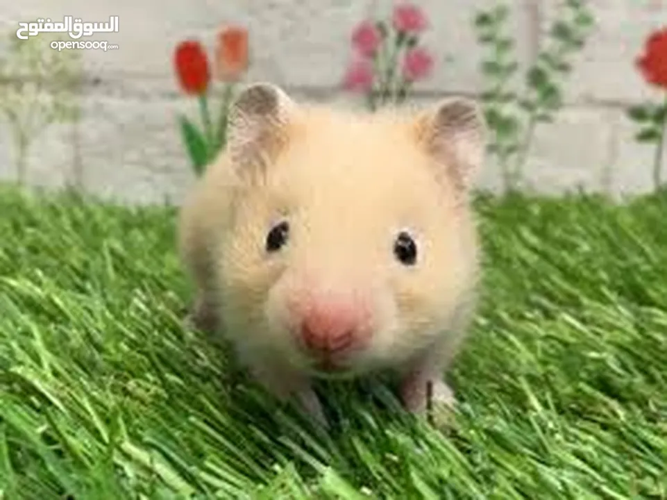 هامستر همستر همتارو  HAMSTER  كراميل مع قفص