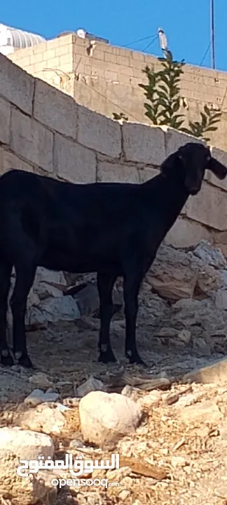 ثلاث عنزات وتيس شاميات نخب اول الثلاث والتيس كلهم ريشت الحبه وحده سوده وثنتين دباسي