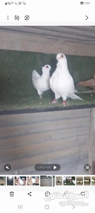 جوزين شغالات مكفولات للبيع