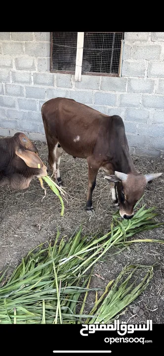 أهلاً وسهلاً يوجد لدينا عجال مطعومات طعام الدار للبيع بالنصف وكامل الحجز متاح لرمضان وللاعياد