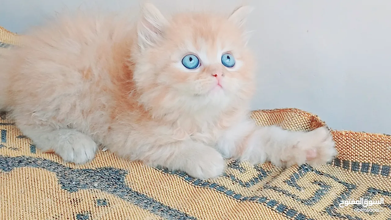 كيتنز بيرشن بيور مدربين ومطعمين حشرات 47 يوم