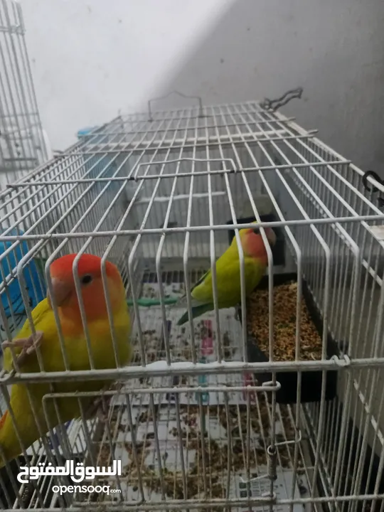 جوز روز وجبة دره