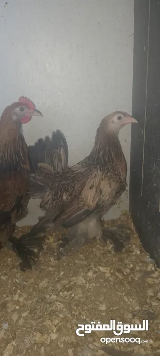 جوز جاج خارصينا نخب اول