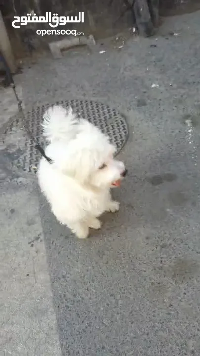 Lulu dog for sale