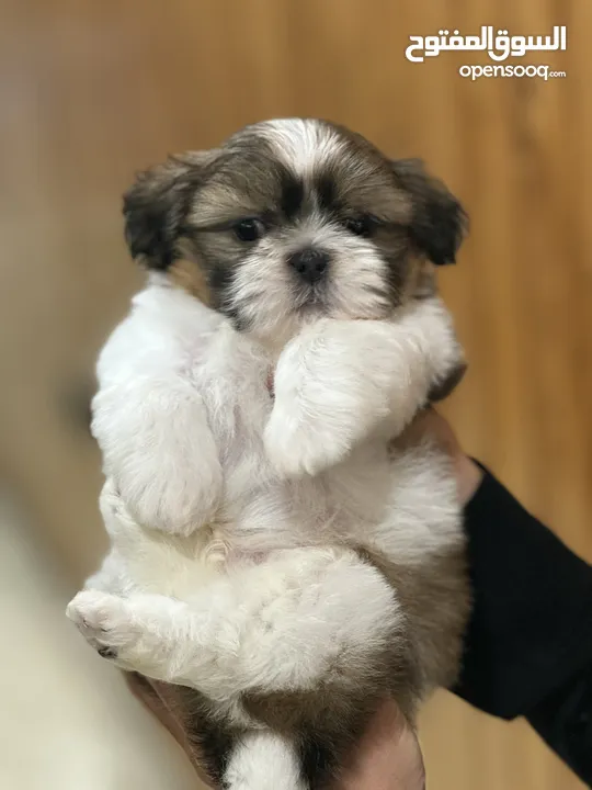 Adorable Shih Tzu Puppy for Urgent Sale!