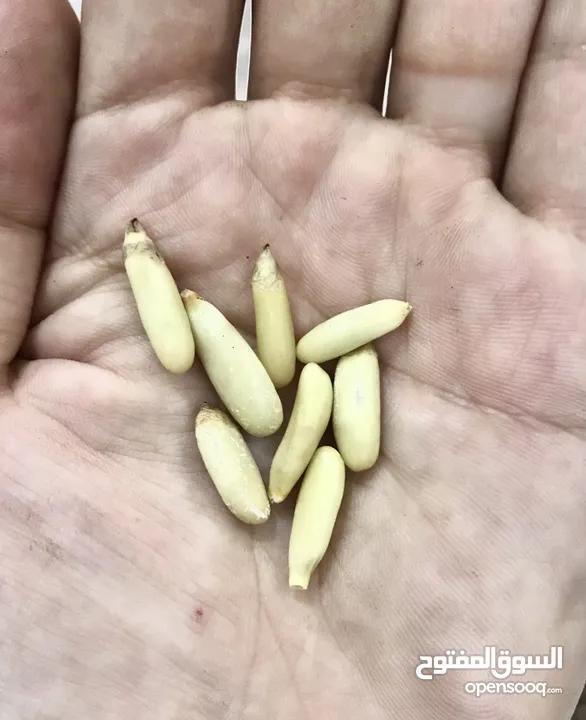 Afghanistan’s Black pine nuts