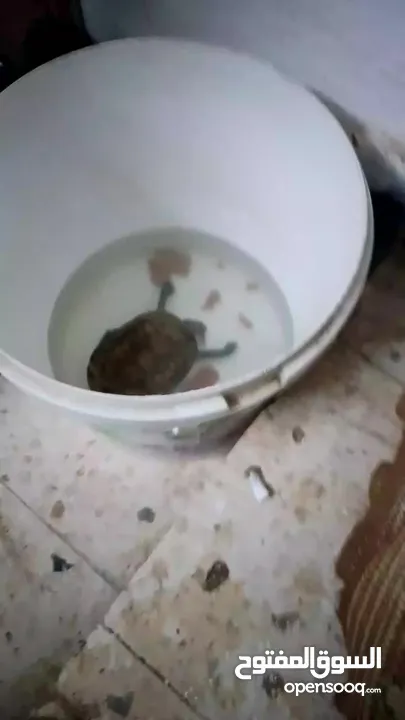 سلحفاه برمائية ذكر للبيع