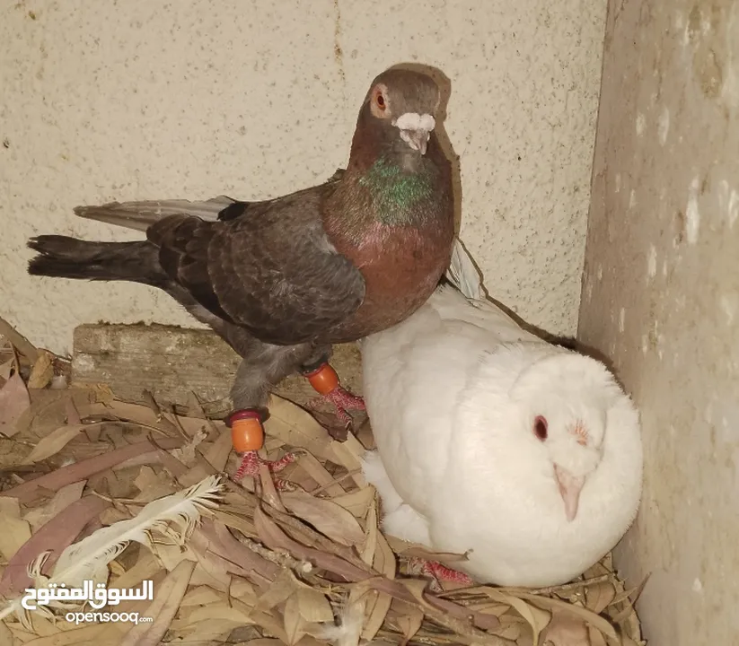 حمام جواز بصلات على نبي الحبه ب دينارين واغلبو تحتيو فراخ وبيض