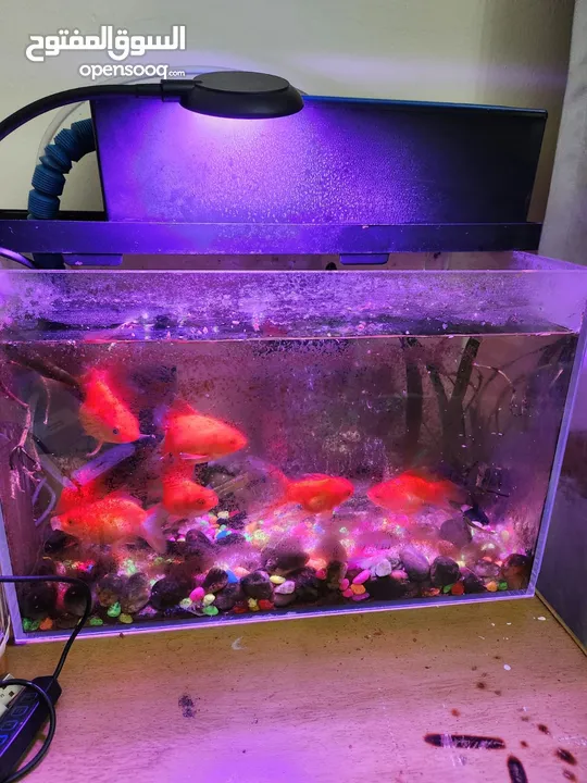 Fish aquarium with gold fish