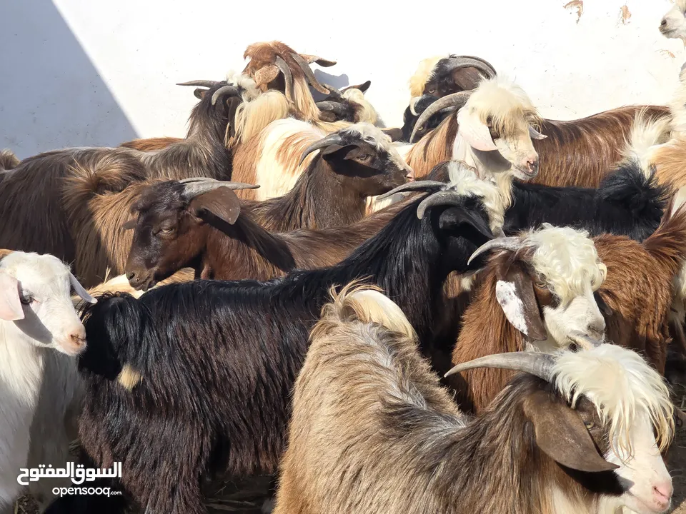 تيوس جباليات كبار وسمان فول ما شاء الله عليهن ع 85 ف الرأس بالجمله وتنقي ع حسب الاختيار