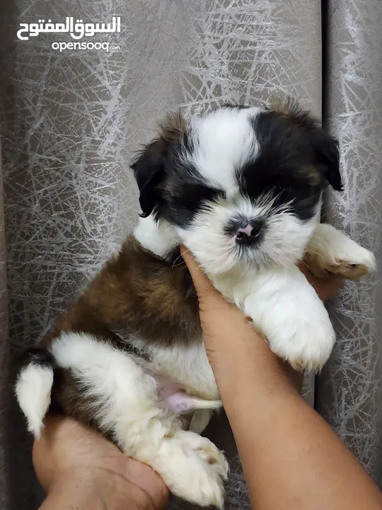 Pure home born Shihtzu puppies