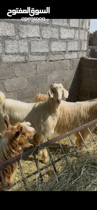 احجز ذبيحتك للعيد - تيوس مخصايات من حلال الجبل الاخضر