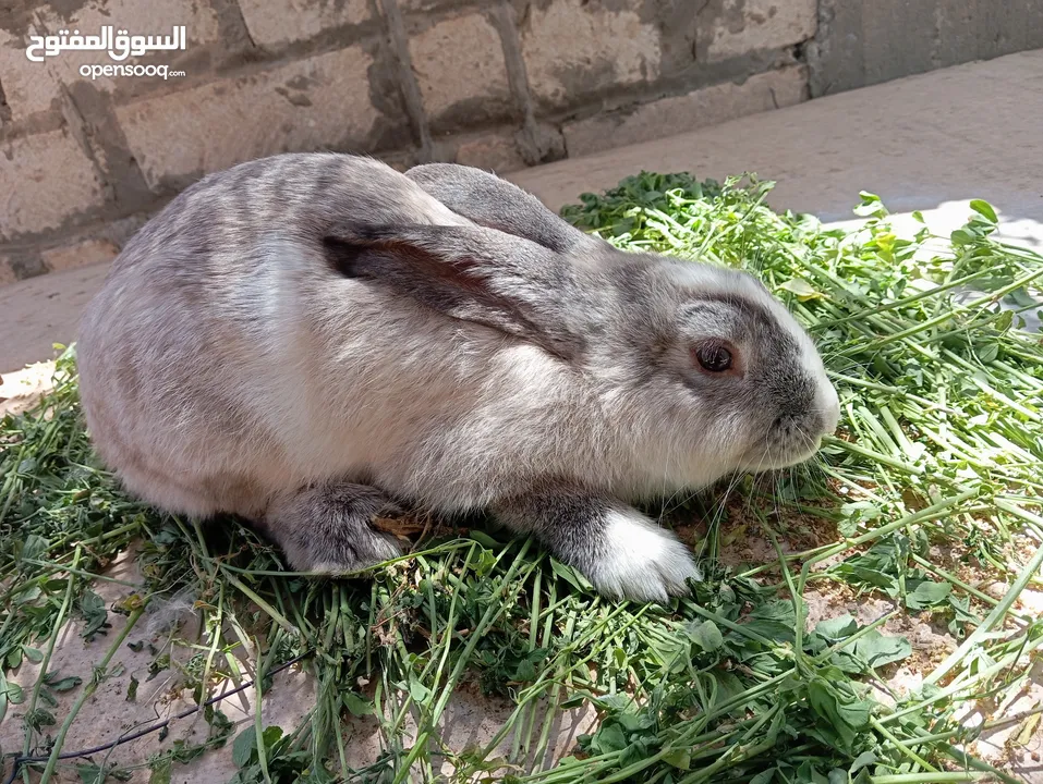 دكر جامبو بلجيكي  بسم الله مشاء الله