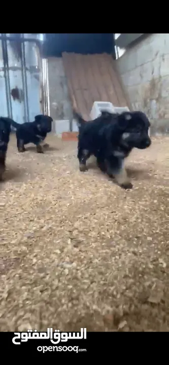 جراو جيرمن مستوى عالي وحبات بتجنن 35 يوم