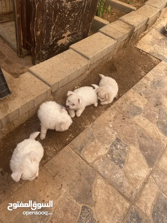 جراوا فرنسي للبيع