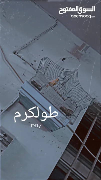 عصفور كناري ذكر حبه نادره جاهز للجواز  مع قفص لا يوجد توصيل طولكرم الموقع رن على الرقم السعر فقط 100