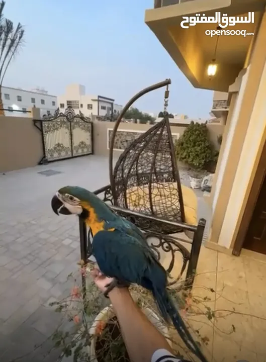 ببغاء المكاو ( macaw parrot )