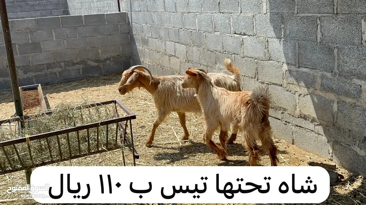 أغنام و بعير للبيع