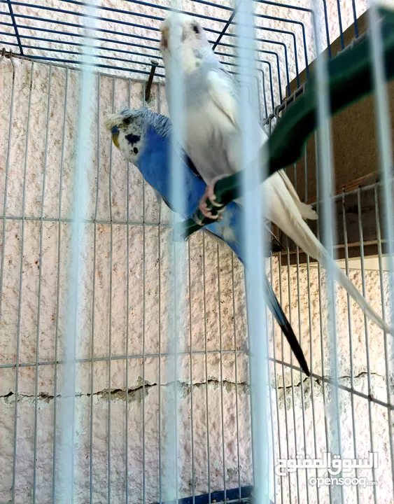 طيور حب للبيع