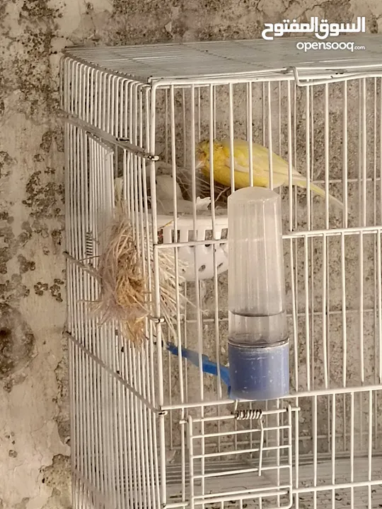 طيور كناري للبيع