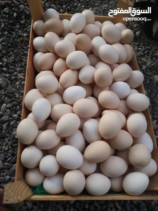 بيض عماني مخصب