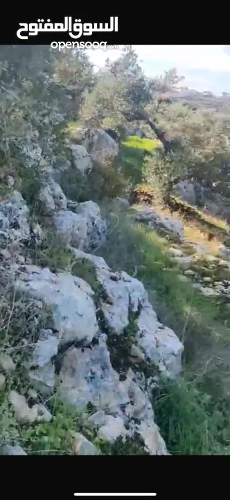 بيع ارض سكنية