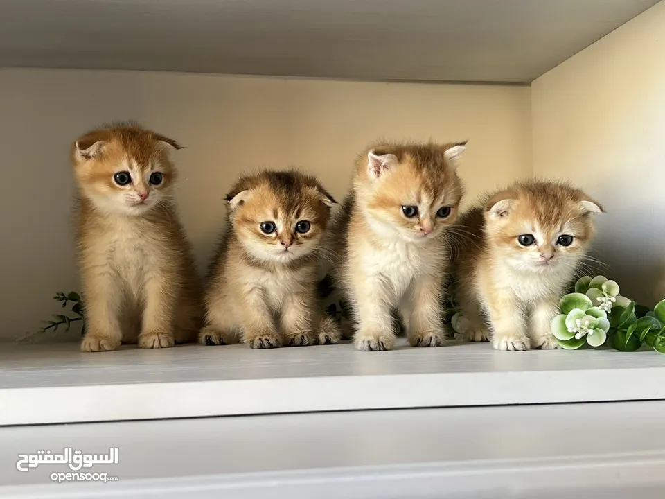 اللي يدور ذهب حقيقي  سكوتش جولدن ذكور اقراء الوصف