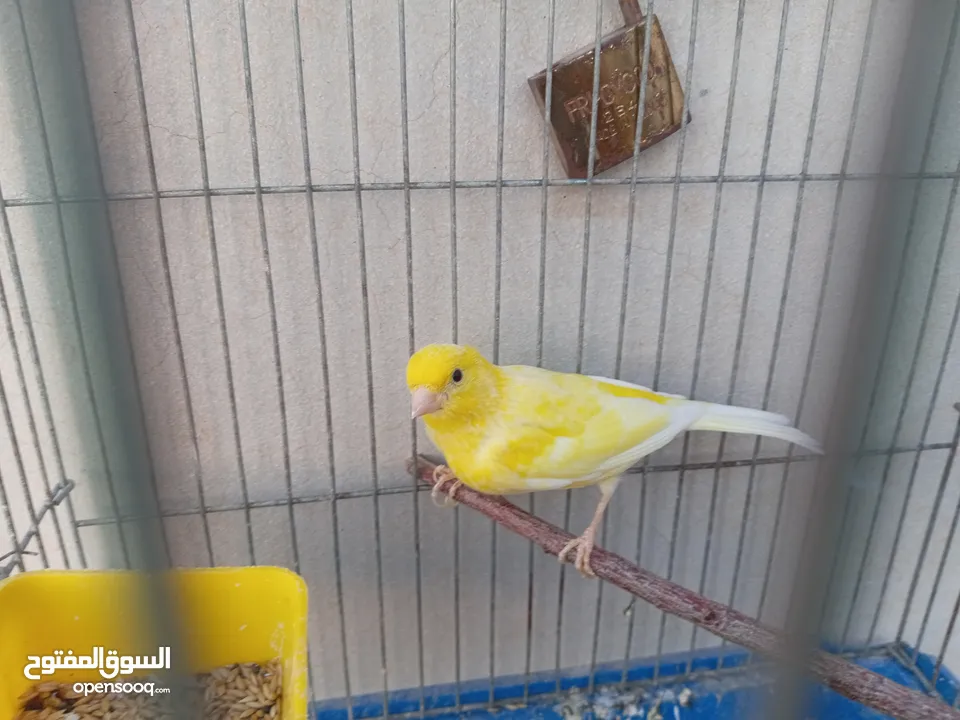 فحل كنار ليموني للبيع