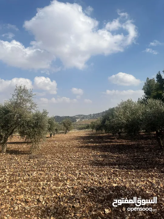 فرصة العمر مزرعة زيتون راقية  طريق اربد عمان كافه الخدمات 17 دونم و نص منتجه