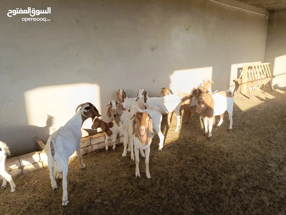 ماعز خليط موجود كمية