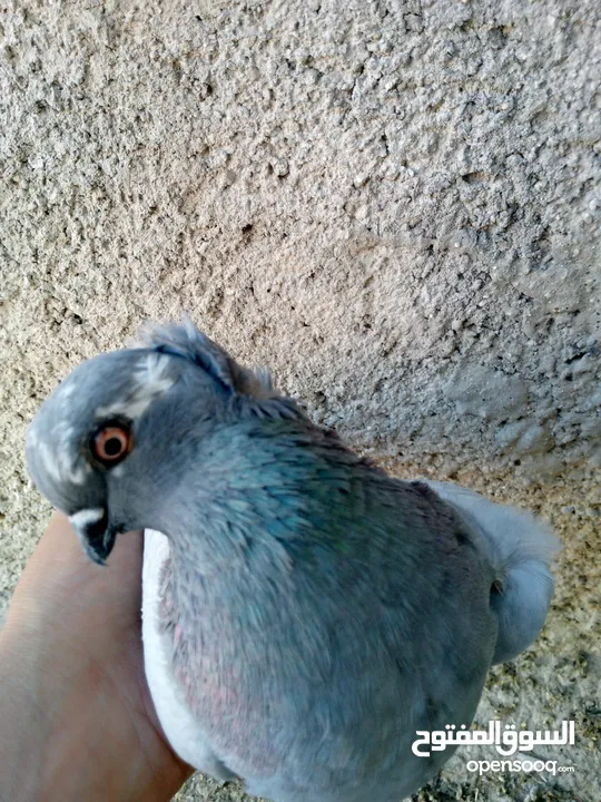 طواير للبيع
