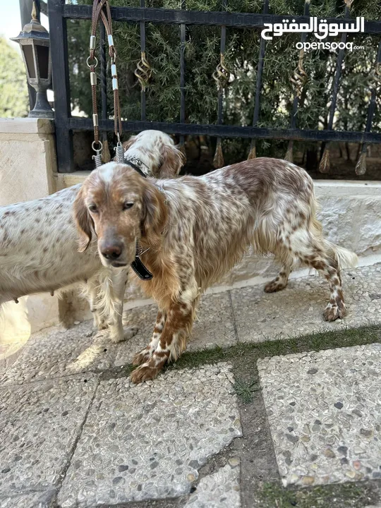 English setter male and female