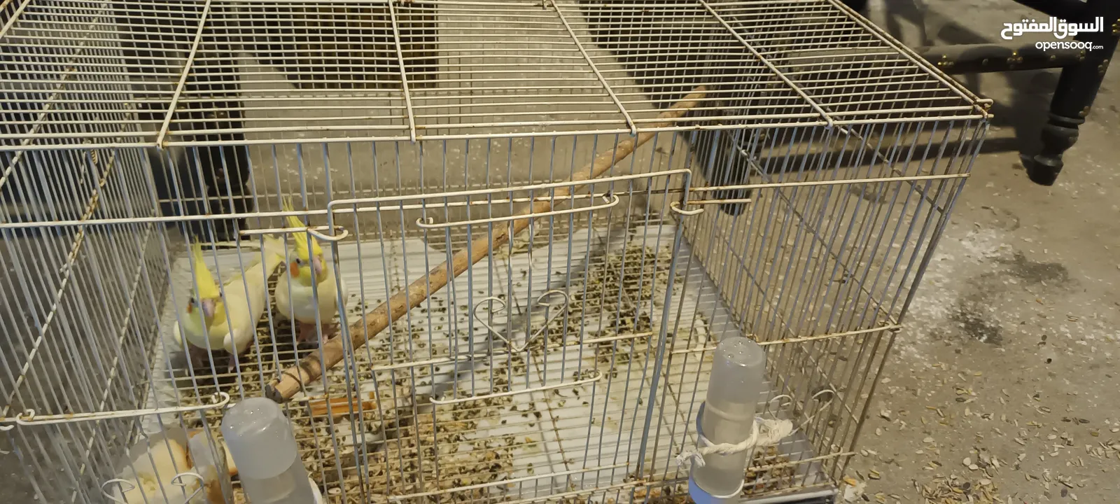 للبيع زوج طيور كوكتيل لاتينو بالصحه ممتازه ومنتجين المواصفات في الوصف