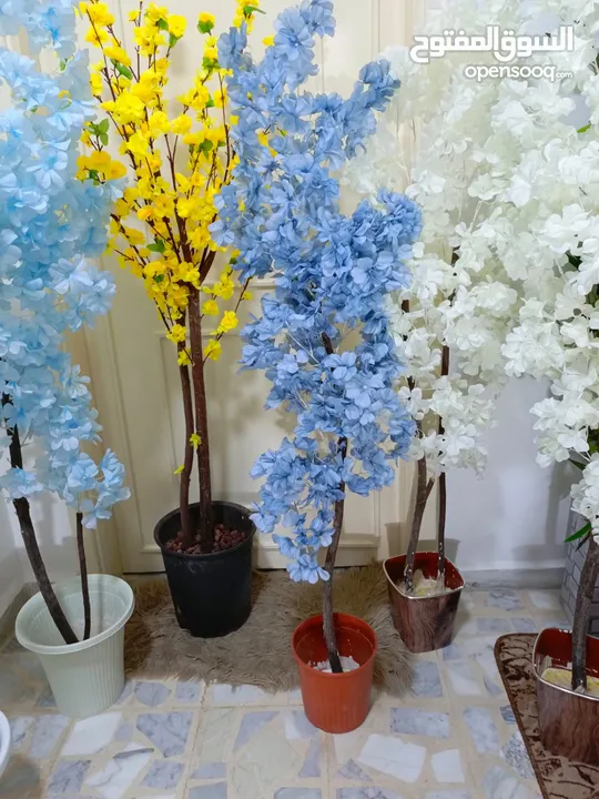 أشجار لوزيات أغصان طبيعي
