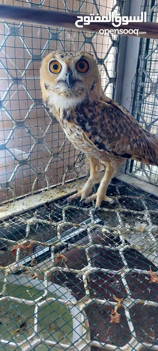 owl 1 year old