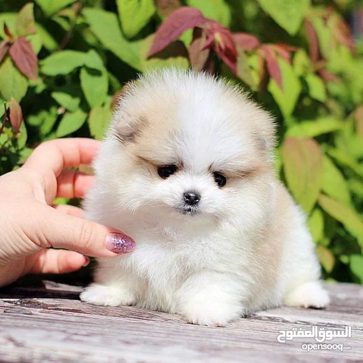 Pomeranian Teacup