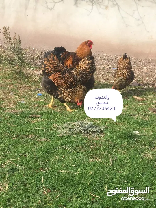 بيض وصوص من الانواع الي في الصور
